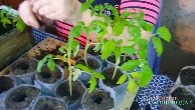 Пикировка помидор в стаканчики смотреть онлайн