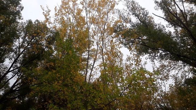 ворон смотреть онлайн