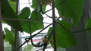 "Апрельский" огурец на балконе