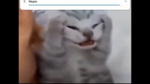 Мем кот орёт 1 мин