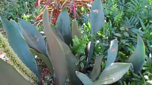Sansevieria masoniana Whale fin Sansevaria смотреть онлайн