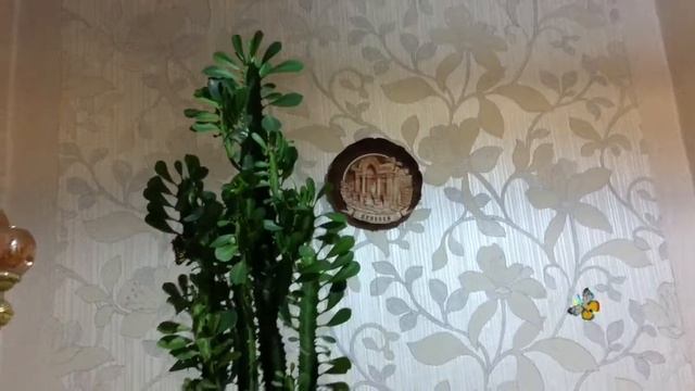 Мой шикарный суккулент - ТРЕХГРАННЫЙ МОЛОЧАЙ или Euphorbia Trigona смотреть онлайн