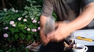 Как размножить пузыреплодник. Пять отличных способов!