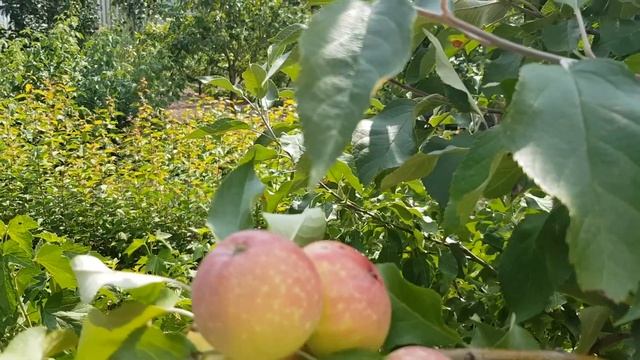 Яблоня Грушовка Московская. Летнего срока созревания. смотреть онлайн