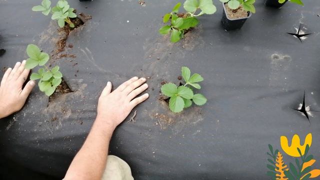 ПРАВИЛЬНАЯ ПОСАДКА КЛУБНИКИ!ОЧЕНЬ ВАЖНО! смотреть онлайн