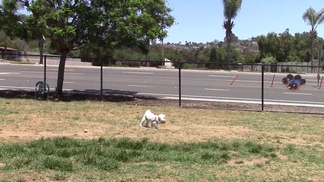 The Nerf Dog Trackshot Launcher SP #42 смотреть онлайн