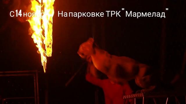 Цирк Династии Довгалюк смотреть онлайн