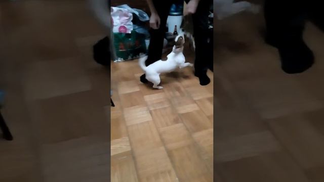Джек Рассел Терьер смотреть онлайн