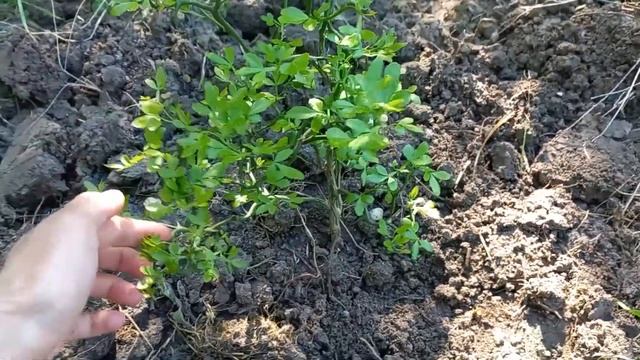 My Poncirus trifoliata lemon tree withstood the winter смотреть онлайн