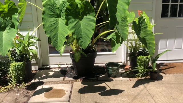 How to Grow Elephant Ear Plants | Colocasia | The Thrifted Planter смотреть онлайн
