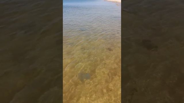 Они огромные! Азовское море.Пересыпь, 27 июля 2023//Погода смотреть онлайн