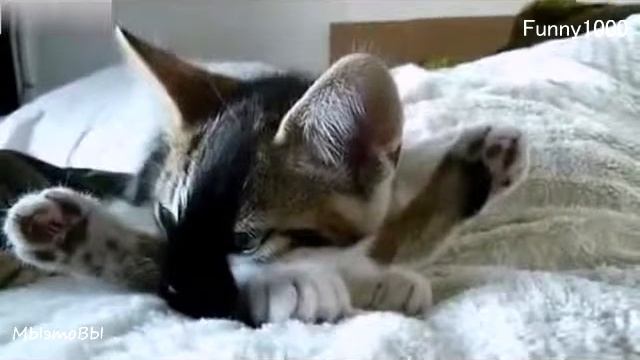 Кошка йога последней ступени смотреть онлайн