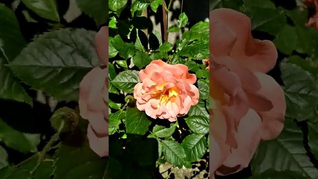 Роза Westerland 10.06.21. смотреть онлайн