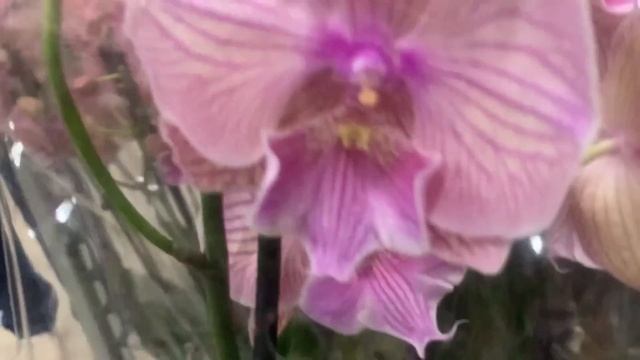 Орхидеи во Флоэвиль Москва 12.09.22 смотреть онлайн