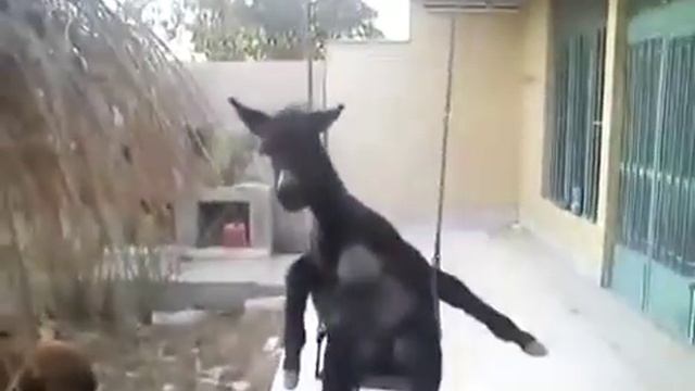 Мой гора любимый родина Кавказ..... смотреть онлайн