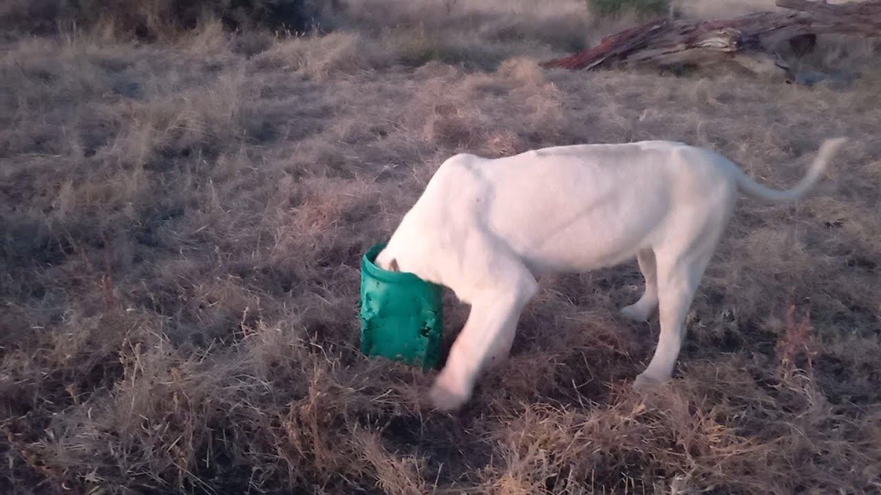 Лиса и кувшин, ой, то есть львица и канистра. смотреть онлайн