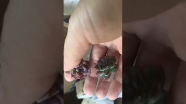 Распаковка суккулентов смотреть онлайн