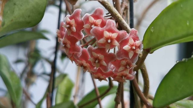 Hoya Red button 開花了。 смотреть онлайн