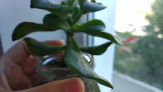 ДЕНЕЖНОЕ ДЕРЕВО. НЕ РАСТЕТ. КАК УСКОРИТЬ РОСТ? КАК ВЫГЛЯДЯТ КОРНИ? смотреть онлайн