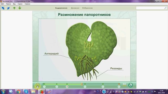 Размножение папоротника. ОГЭ. ЕГЭ. Биология. смотреть онлайн