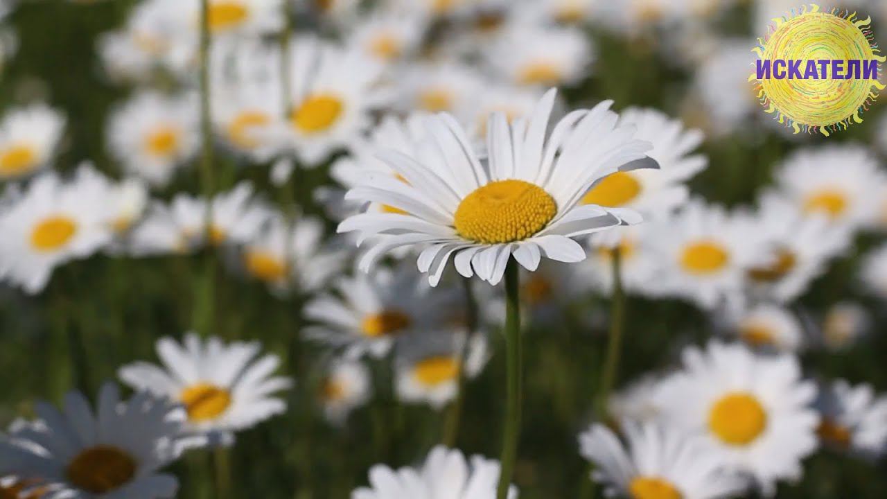 "Мы часто невнимательны бываем" - Мила Клёнова