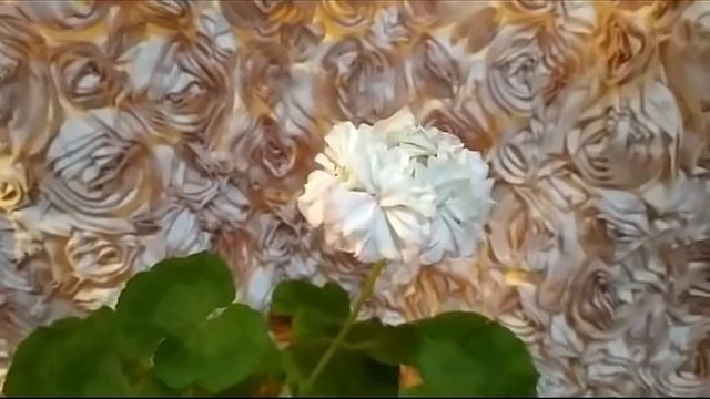 Лучшие сортовые пеларгонии. Пеларгония пестролистная Meadowside Fancy . На какой сорт похожа ? смотреть онлайн