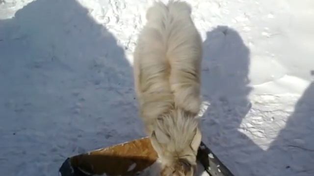 КОЗЛИЩЩЩЕ МОЧИТ!!! смотреть онлайн