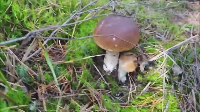 ПО СЛЕДАМ ГРИБНИКА ,тест на внимательность. грибы 2021.mp4 смотреть онлайн