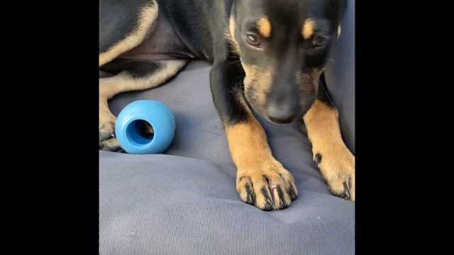 5 Minutes of Australian Kelpie Puppy Cuteness смотреть онлайн