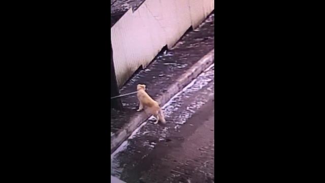 Верность не знает границ. Донецк ПИФ смотреть онлайн