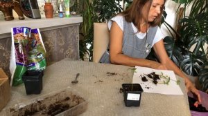 АННОНА КАК  ВЫРАСТИТЬ  ДОМА ЧАСТЬ 2 ПЕРЕСАДКА | Гуанабана как вырастить из косточки