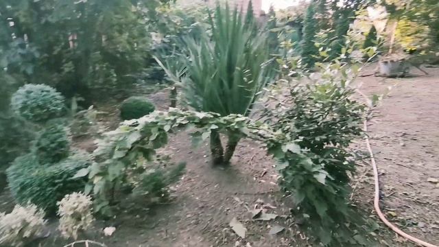 Наш дворик- Туя, Юкка, Самшит // Thuja, Yukka, Buxus смотреть онлайн