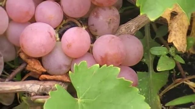 сорт винограда Фламинго смотреть онлайн