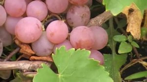 сорт винограда Фламинго