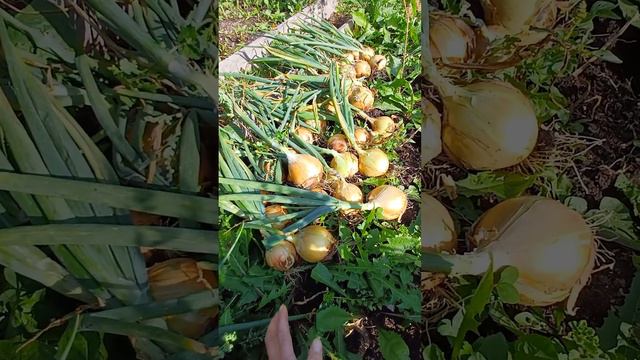 Собрала Лук Эксибишен! Король гигантов! смотреть онлайн