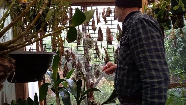 Tillandsias On Driftwood Mounts ... TLC Simplicity