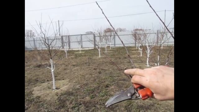 ОБРЕЗКА СЛИВЫ ВЕСНОЙ. Как обрезать, чтоб больше стало урожая