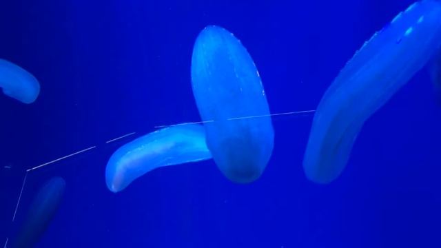 Существа из морской пучины, похожие на "светодиодные огурцы", океанариум, Владивосток, фев. 2018 смотреть онлайн