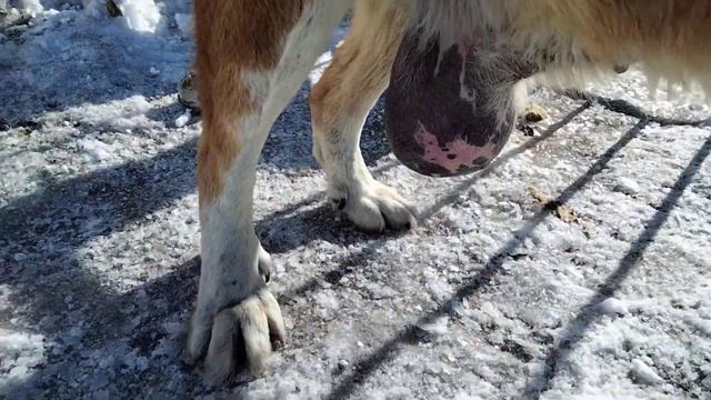 Мастит у собаки или что это? обращение к подписчикам смотреть онлайн