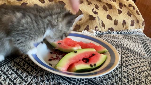 Где лайки? Лучше уметь на ногах чем жить на коленях смотреть онлайн