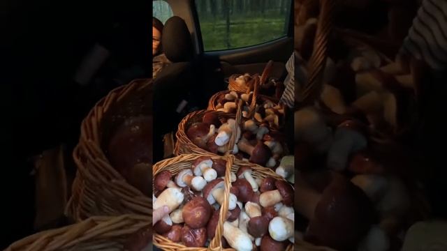 ГРИБНИК В ОБМОРОКЕ! ПОЛНАЯ МАШИНА ГРИБОВ! АЖ СКЛАДЫВАТЬ НЕКУДА! смотреть онлайн
