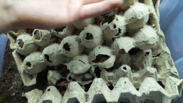 ОГРОМНЫЕ ТАРАКАНЫ. Archimandrita tesselata. АРХИМАДРИТ ТЕССЕЛАТА смотреть онлайн