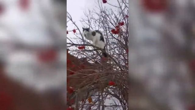 ЗАБАВНОЕ: Кот Кузя ест зимнюю калину смотреть онлайн