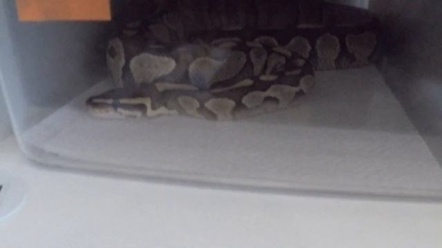 Ball Python старички и новички смотреть онлайн
