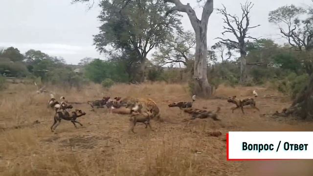 В ЮАР сняли на видео схватку гиен, диких собак и леопарда за добычу смотреть онлайн