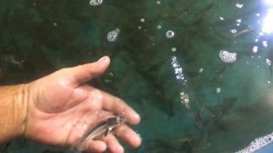 НОВАЯ ПОКУПКА МАЛЬКА// РУССКОГО ОСЕТРА//