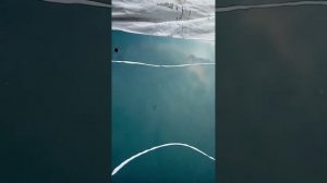 Как убрать облезающий лак с  капота машины