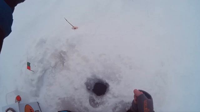 Учим китайца зимней рыбалке / Как ловить на мормышку безмотылку?