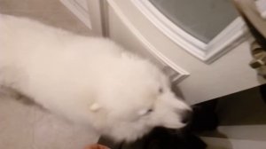 Самоед очень скучал и ругался.