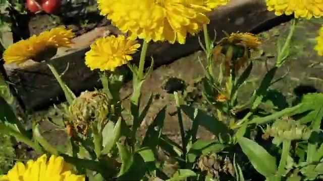 КАЛЕНДУЛА Еллоу Гитана (ноготки)